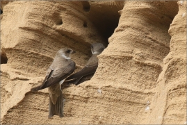 <p>BŘEHULE ŘÍČNÍ (Riparia riparia) - jižní Morava ---- /European sand martin - Uferschwalbe/</p>